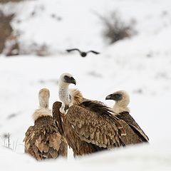 фото "Белоголовые на снегу"