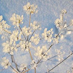 photo "Winter flower"