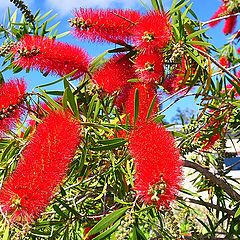 фото "Bottle brush"