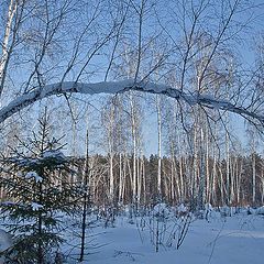 фото "Линия жизни"