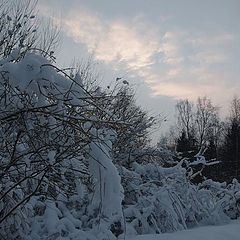 photo "The Fresh Snow"