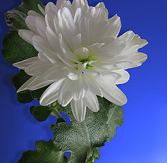 photo "chrysanthemum"