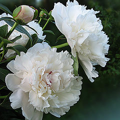 photo "Delightful aroma of Paeonia"