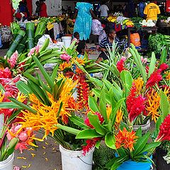 фото "Colours of Vanuatu"