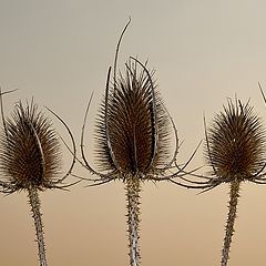 photo "Three kings..."