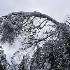 фото "Согбенное"