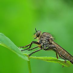 photo "insect"