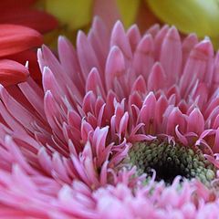 photo "Pink gerbera"