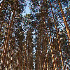 фото "Свод..."