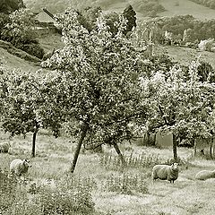 фото "Яблоневый сад."