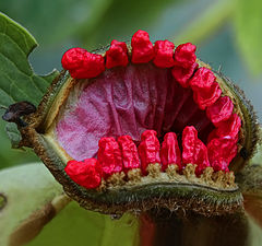 фото "Пора к стоматологу"