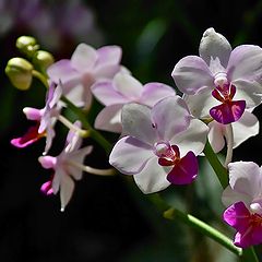 фото "Модница"