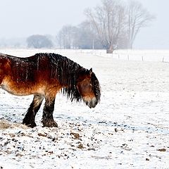 photo "Alone in the winterfield"