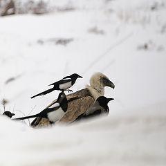 фото "Наглая сорока"