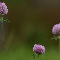 photo "Trifolium pratense"