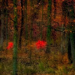 photo "Seeing Red"