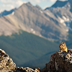 photo "the king of the world"