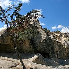 photo "And on stones trees grow"