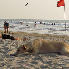 фото "пляжный пес"