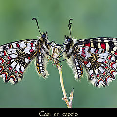 photo "2 butterflies"