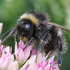 фото "пчелка"