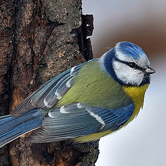 photo "Blue tit"