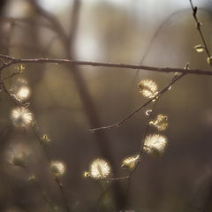 фото "Венок весны"