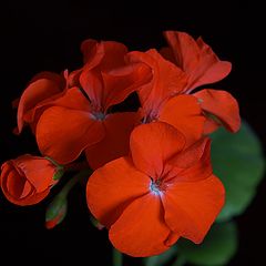 photo "Pelargonium"