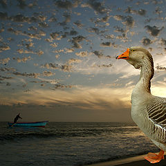 photo "Romantic Goose And Fisherman"