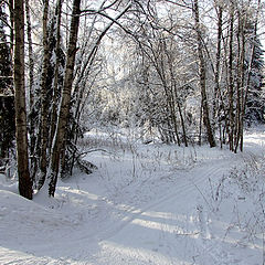 фото "На лыжной прогулке"