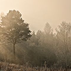 фото "Утро туманное"