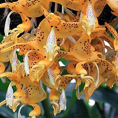 фото "Orchid.Stanhopea jenischiana Flowers & Buds."