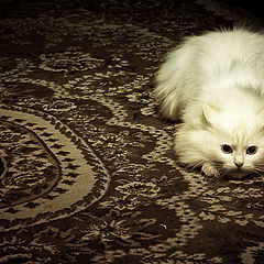 фото "Hunter"