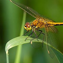 photo "Dragonfly"