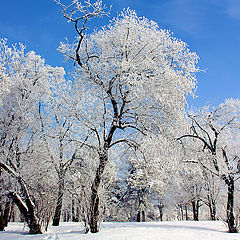 photo "Winter story II"
