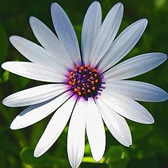 фото "Daisy Do"