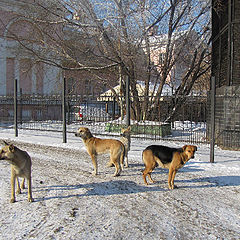 фото "Москвичи"