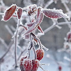 фото "Шиповник"