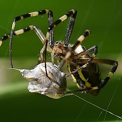 photo "макро паук"