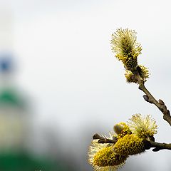 фото "весна идёт."