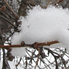 фото "Снежок"