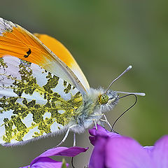 photo "Anthocaris cardamines"