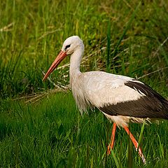 photo "Stork, who lives in the neighborhood."