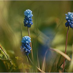 фото "Мускарики"