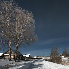 фото "Деревенские березы"