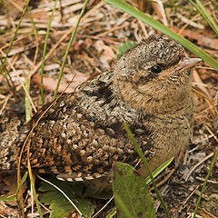 photo "Little bird"