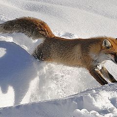 photo "Red fox"