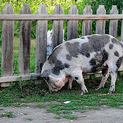 фото "Пятнистая свинья"