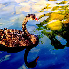 photo ""The black Swan...""