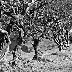 photo "Gothic Trees"